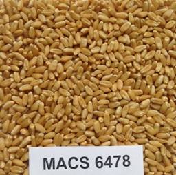 MACS 6478 grain.jpg