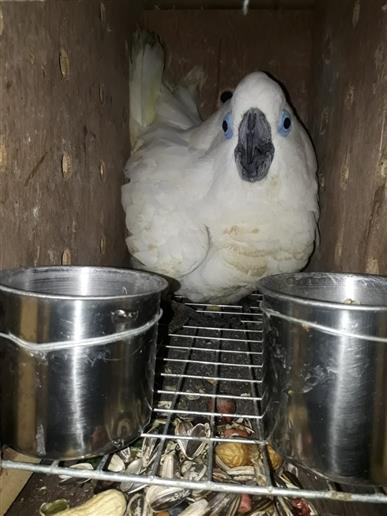 26 EXOTIC AND ENDANGERED BIRDS WHICH WERE BEING SMUGGLED FROM MYANMAR TO KERALA WERE DETAINED BY A TEAM OF BSF AND DRI OFFICIALS FROM AIZWAL THROUGH A JOINT OPERATION AT MIZORAM ON 6 JULY 2019.