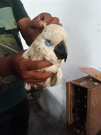 26 EXOTIC AND ENDANGERED BIRDS WHICH WERE BEING SMUGGLED FROM MYANMAR TO KERALA WERE DETAINED BY A TEAM OF BSF AND DRI OFFICIALS FROM AIZWAL THROUGH A JOINT OPERATION AT MIZORAM ON 6 JULY 2019.