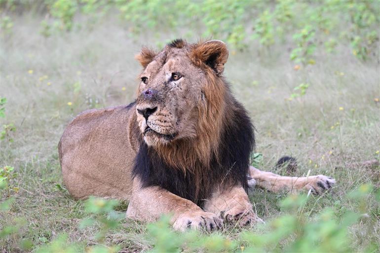 The President of India, Smt Droupadi Murmu visited Gir National Park also interacted with the local tribal people at Sasan Gir, in Gujarat on October 10, 2025.