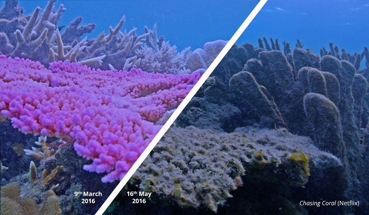 marine-heatwaves-lead-to-coral-bleaching-seagrass-destruction-and