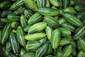 Parwal/Pointed Gourd – Farmford & Co