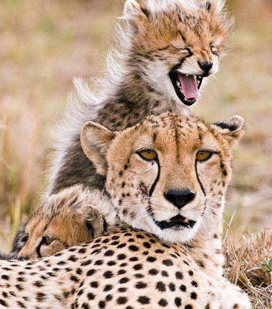 50 Cheetahs to be reintroduced in National Parks over five years, under  'Action Plan for Introduction of Cheetah in India'