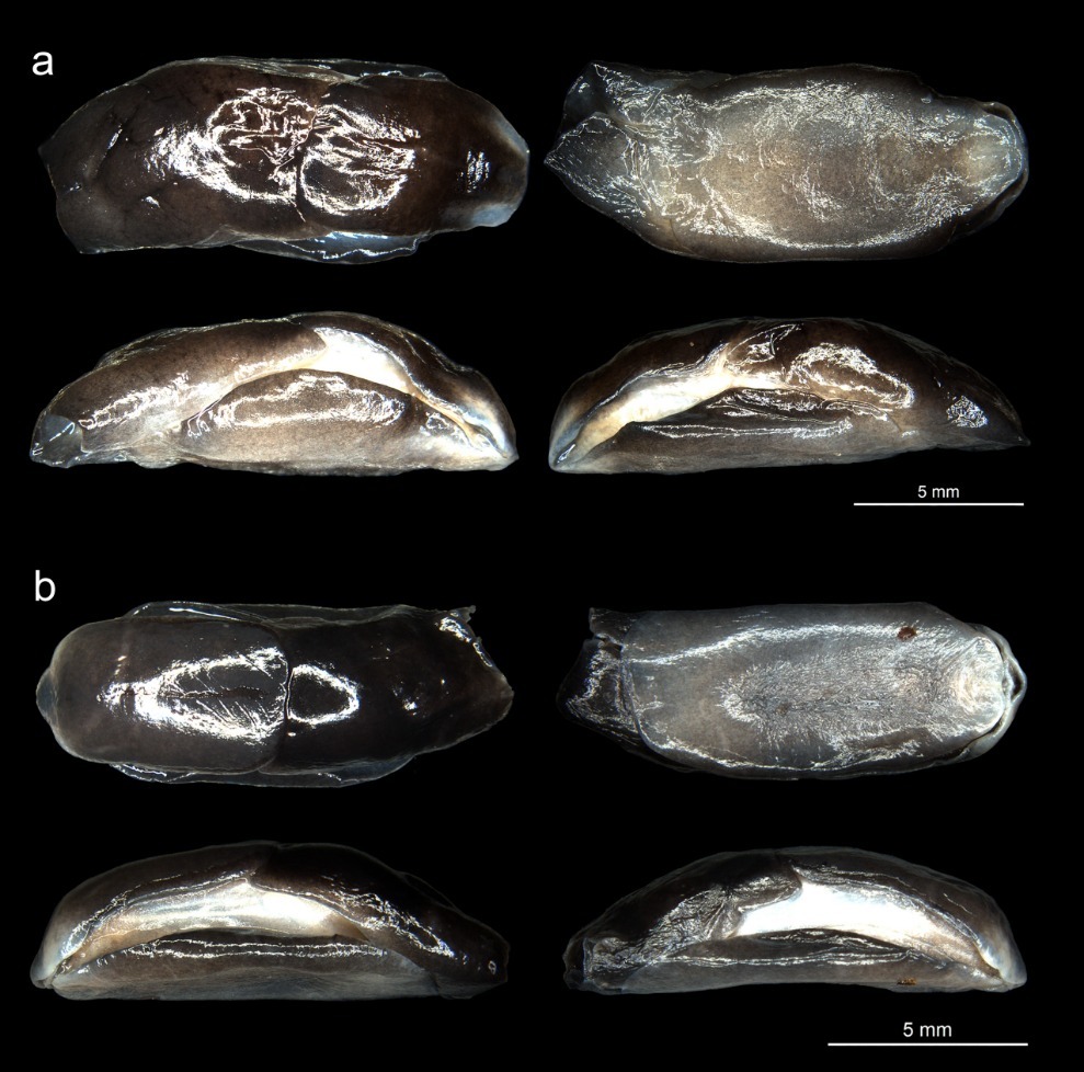 ZSI scientists discover new species of head-shield sea slug, name
