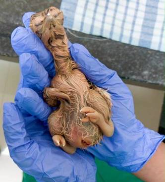 A person wearing blue gloves is gently holding a baby piglet with its ears and snout peeking out from its fur.AI-generated content may be incorrect.
