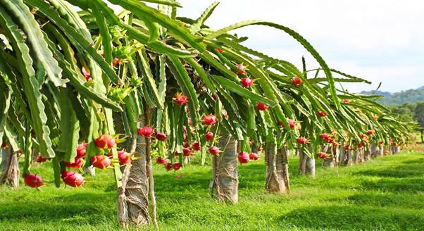 Dragon Fruit Plant, For Fruits at Rs 50/plant in Bhubaneswar | ID:  20026489488