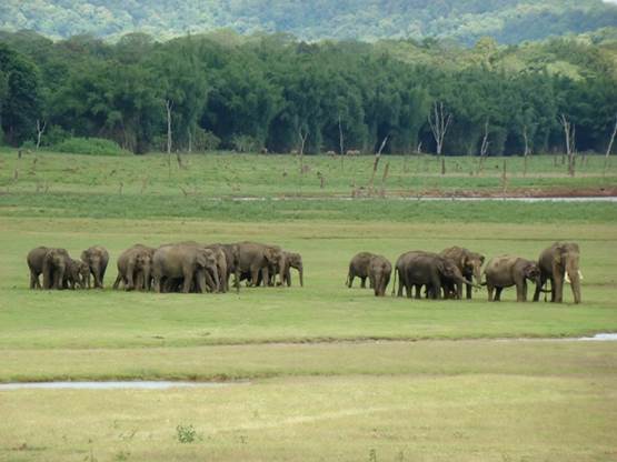 A herd of elephants in a fieldDescription automatically generated