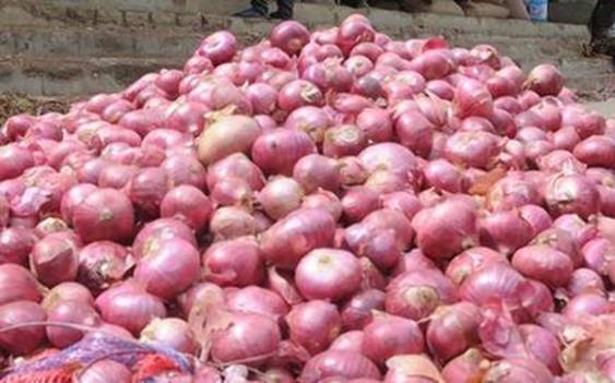 Image result for onion safal