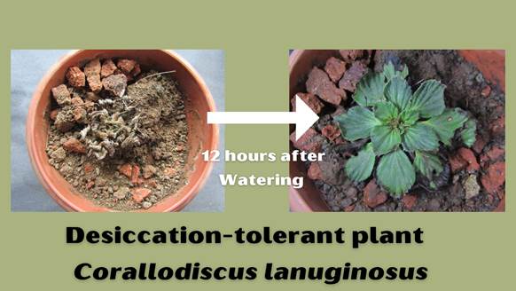62 desiccation-tolerant vascular plant species in India's Western Ghats