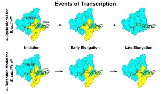 A map of events of transcriptionAI-generated content may be incorrect.