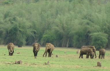 Description: A group of elephants in a fieldDescription automatically generated with medium confidence