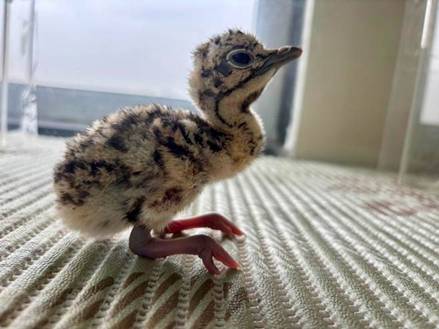 A baby chick stands on a colorful, patterned carpet near a window.AI-generated content may be incorrect.