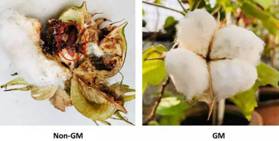 NBRI develops GM cotton resistant to pink bollworm | Lucknow News - The Times of India