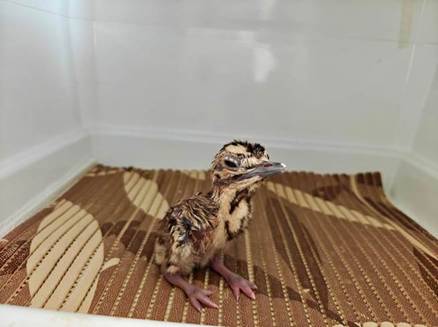 The image shows a small, fluffy chick peeking out from under a piece of cloth.AI-generated content may be incorrect.