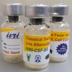 classical swine fever vaccine