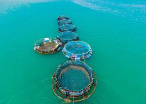 A group of fish cages in the waterAI-generated content may be incorrect.
