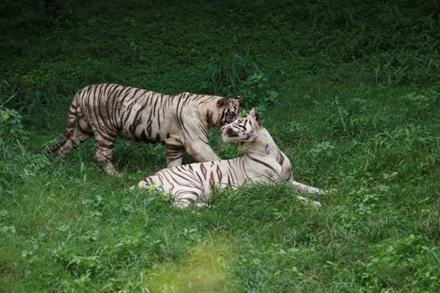 Delhi zoo to celebrate first birthday of white tiger cubs