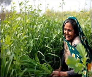 A person in a field of tall grass