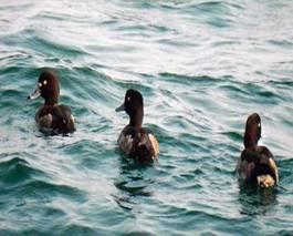 Migratory birds arrive at Hirakud dam reservoir in Odisha as winter sets  in- The New Indian Express