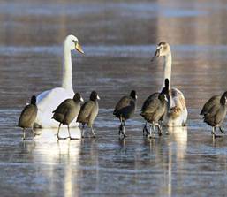 Annual bird census starts at Hirakud Dam, today - Sun Star TV