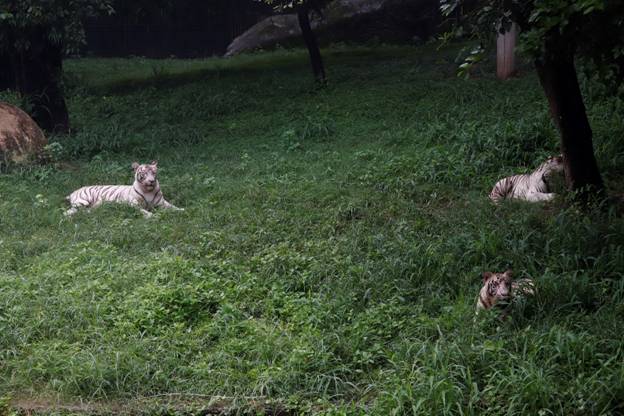 Delhi zoo to celebrate first birthday of white tiger cubs