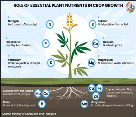 A diagram showing the components of plant nutrientsAI-generated content may be incorrect.