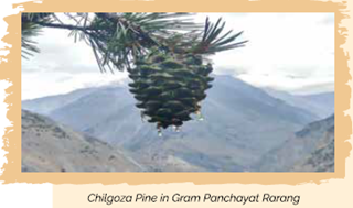 A pine cone on a tree branchAI-generated content may be incorrect.