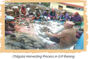 A pine cone on a tree branchAI-generated content may be incorrect.