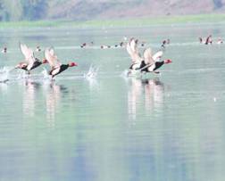 Winter delays arrival of guests at Ansupa lake - Telegraph India