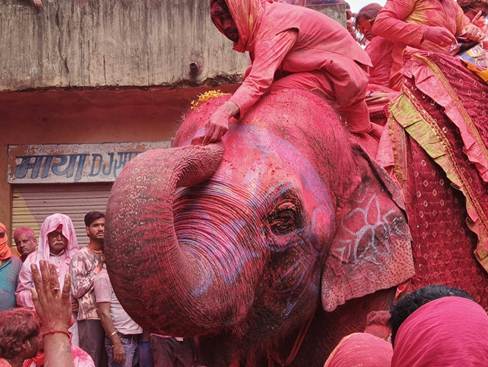 People covered in pink powder celebrate with elephant.
