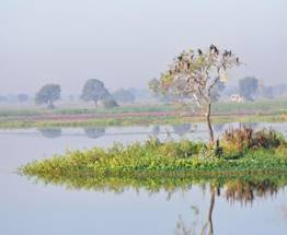 Yashwant Sagar: A Home To The Vunerable Sarus Crane - India's Endangered