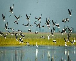 Image result for Chitrangudi Bird WLS