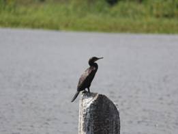 https://rsis.ramsar.org/RISapp/files/42284033/pictures/Indian%20cormorant%20in%20%20Samithopu.JPG