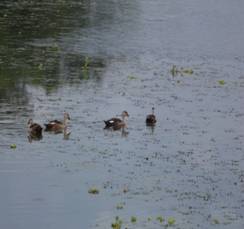 https://rsis.ramsar.org/RISapp/files/42284033/pictures/spot%20billed%20duck%20in%20Theroor.JPG