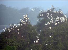 https://rsis.ramsar.org/RISapp/files/42323268/pictures/Black%20headed%20Ibis.jpeg