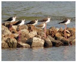 https://rsis.ramsar.org/RISapp/files/42471326/pictures/Black%20winged%20stilt.jpg