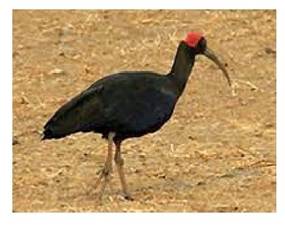 https://rsis.ramsar.org/RISapp/files/42471326/pictures/black%20ibis.jpg