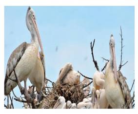 https://rsis.ramsar.org/RISapp/files/42471326/pictures/spot%20billed%20pelican%20seen%20nesting.jpg