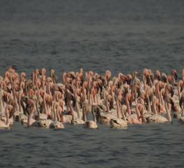 https://rsis.ramsar.org/RISapp/files/4831683/pictures/Lesser%20Flamingo%2004-02-2021%20(6).JPG