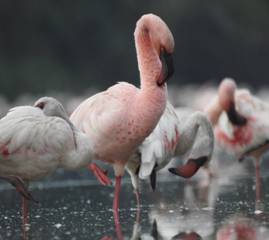 https://rsis.ramsar.org/RISapp/files/4831683/pictures/Lesser%20Flamingo-%20December%202021.JPG