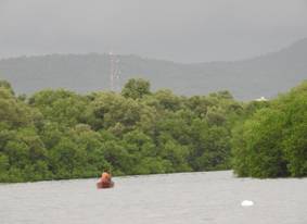 https://rsis.ramsar.org/RISapp/files/4831683/pictures/Mangroves%2019-06-2021%20(3).JPG