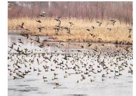 One of the largest wetland known as Shallabug wetland in District Ganderbal is not set to receive migratory birds which usually happens every year. – Kashmir Thunder